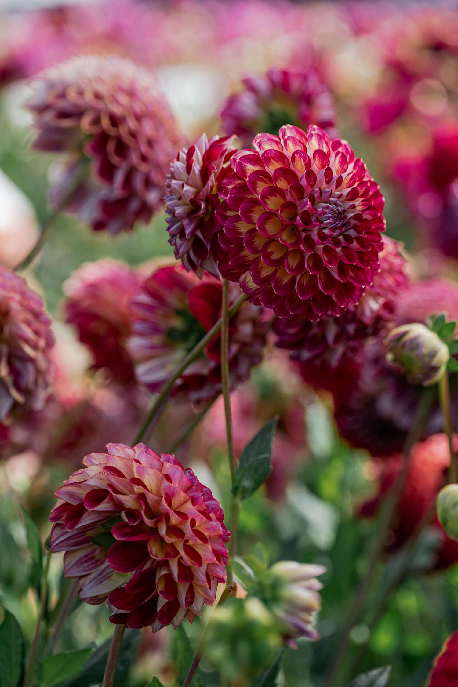 Dahlia 'Jowey Joshua'